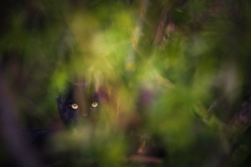 Эти глаза напротив фото превью