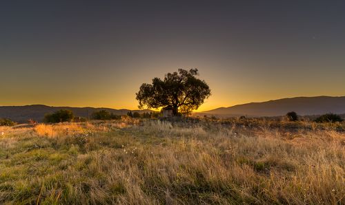 Tree of Life