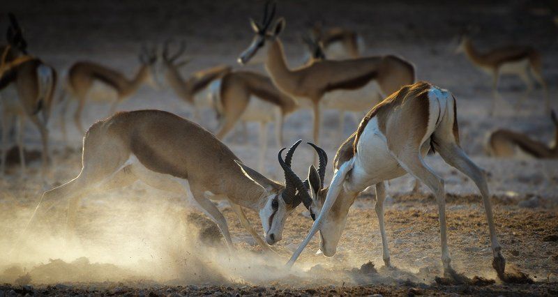 Springbok