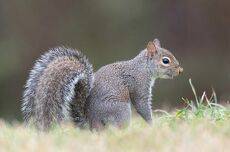 Лисья белка - Fox Squirrel Female
