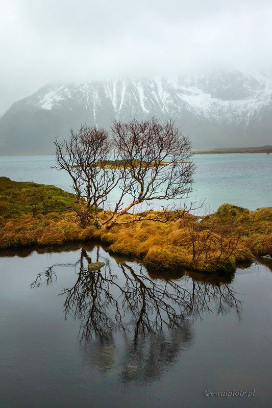 Lofoten, Norway, Pond, tree, mountain фото превью
