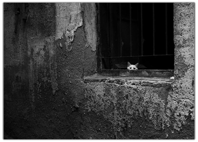 Cat фото превью