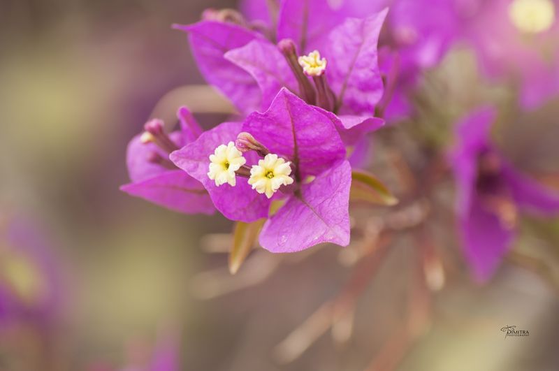 Пурпурная бугенвиллея фото превью