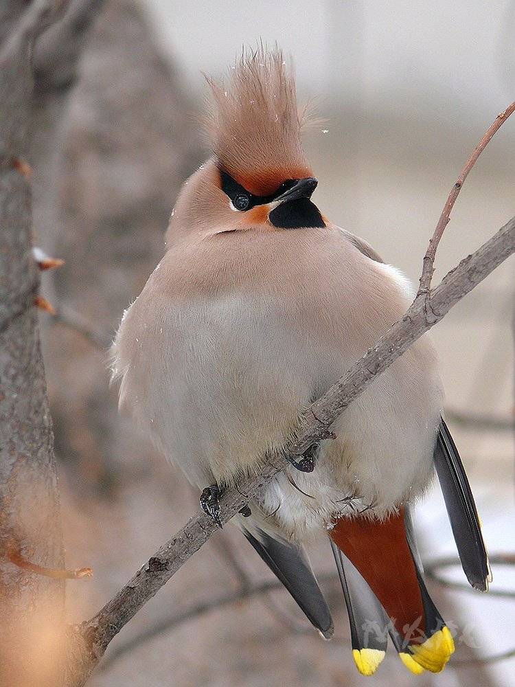 животные, птицы, свиристель, зима, Шангареев Марс