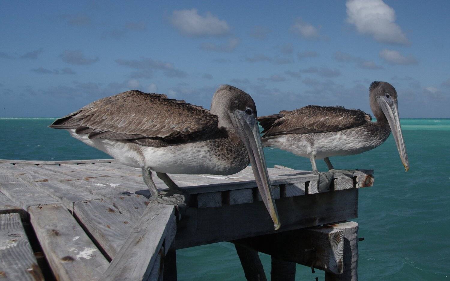 birds,animals,cuba,cayo guillermo,, Jacek