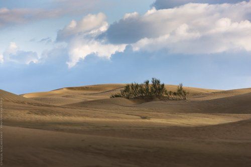 Утренняя прохлада песков