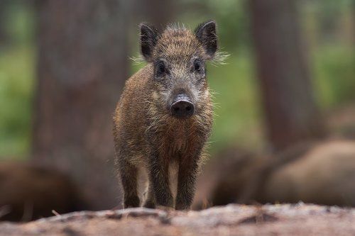 Boar