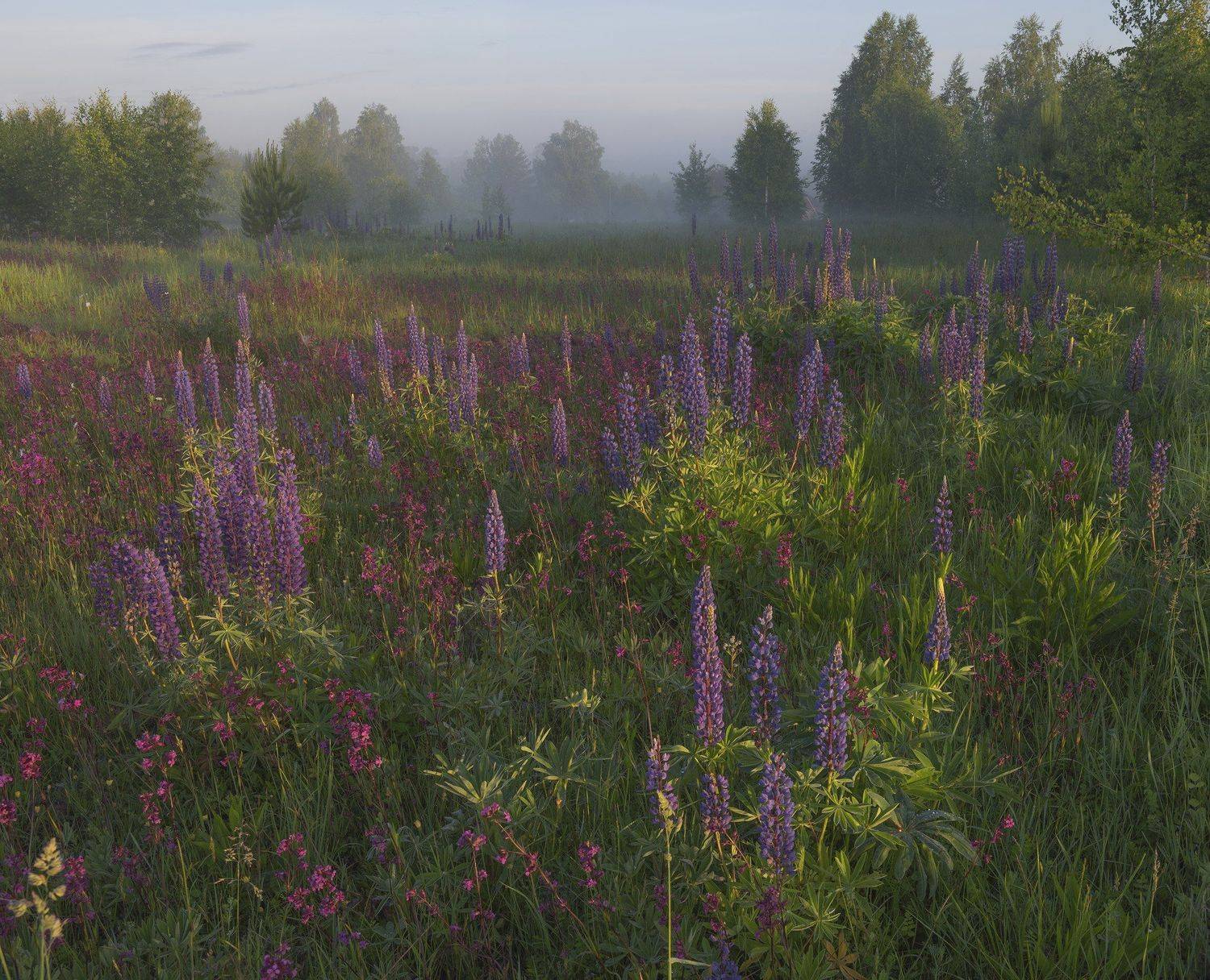 Нижегородская область, лето, Владимир Рябков