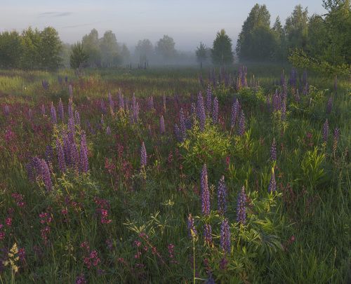 Утро в деревне