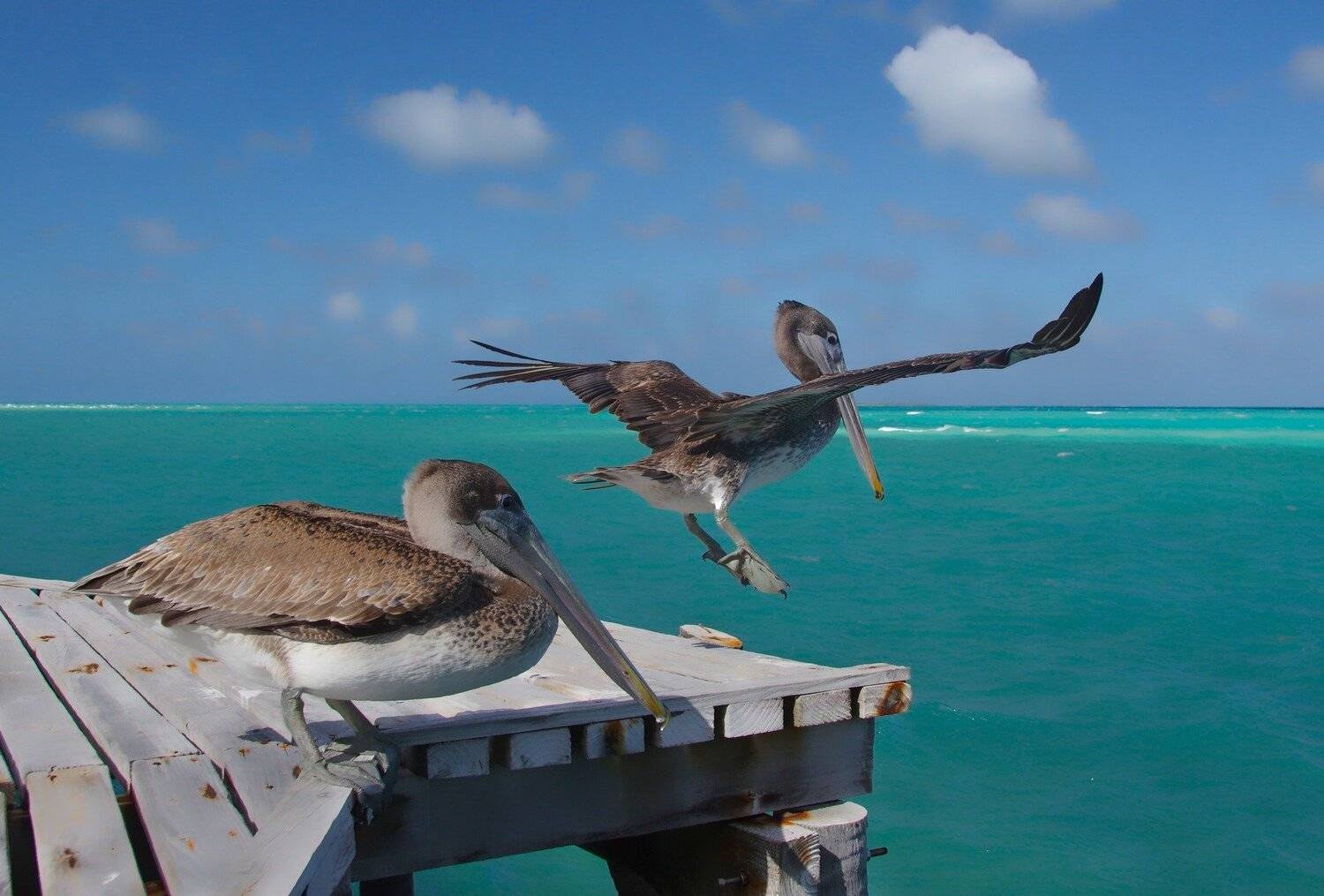 animals,birds,cuba,cayo guillermo,, Jacek