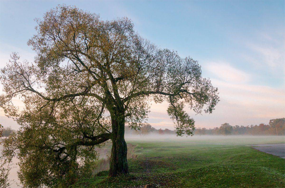 александр березуцкий,nevant60, пейзаж, андреевский луг, Александр Березуцкий