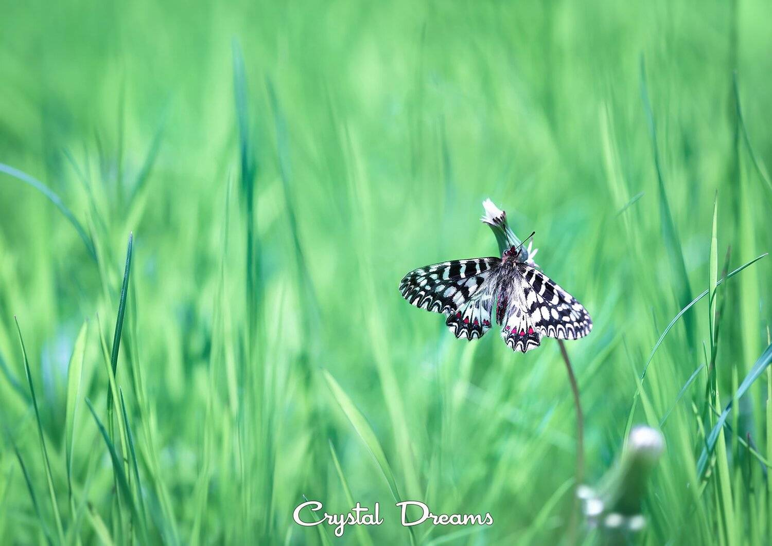 crystal dreams, macro, spring, color, art, nature, flowers, Татьяна Крылова