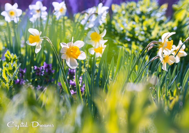 crystal dreams, macro, spring, color, art, nature, flowers  фото превью