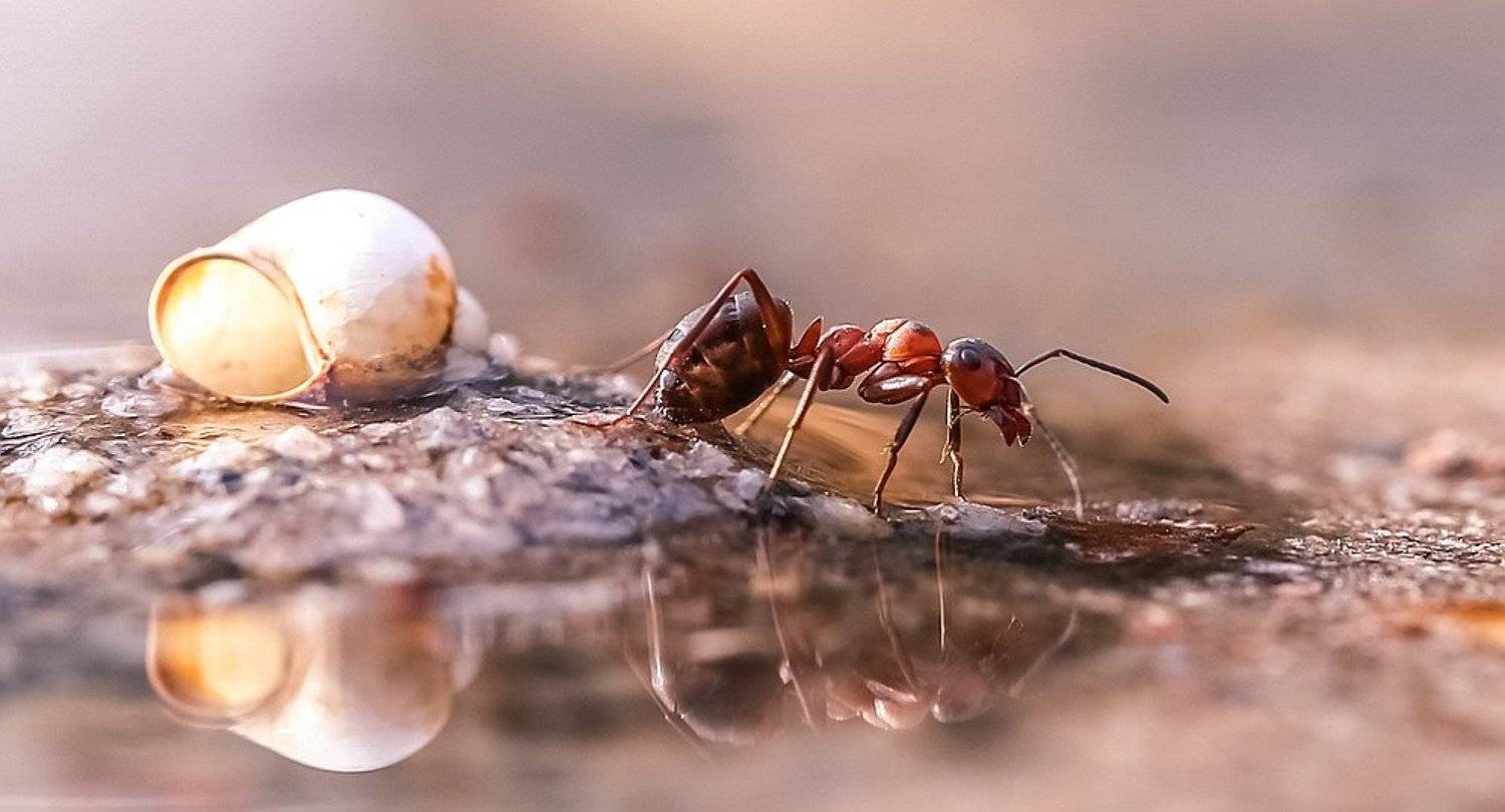 , Вячеслав Мищенко