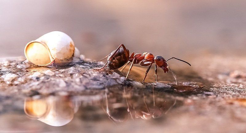 Странник фото превью