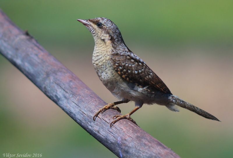 Вертишейка. (лат. Jynx torquilla) фото превью