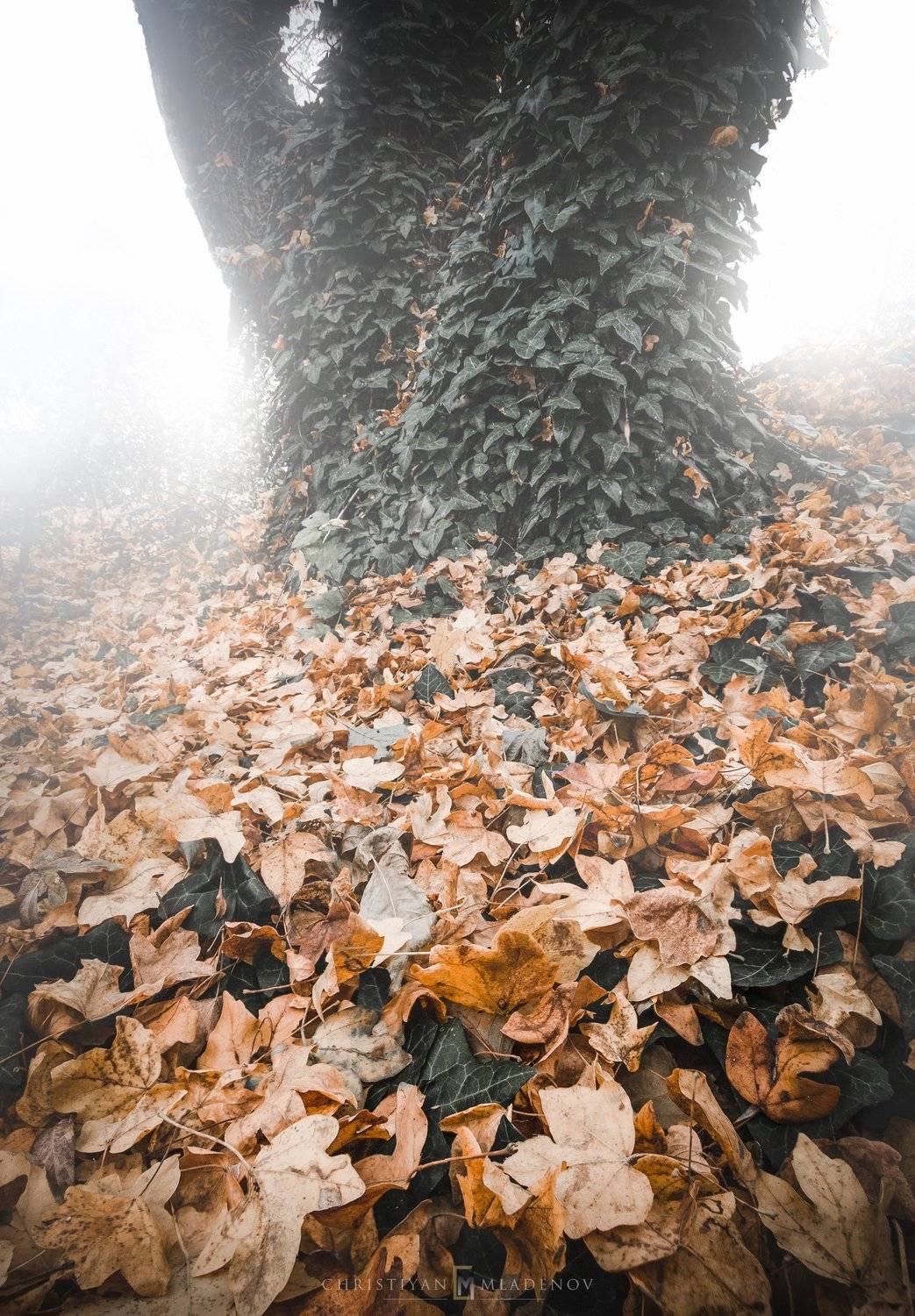 autumn, fall, landscape, trees, forest, woods, bulgaria, colors, nature, fog, mist, rain, october, sky, clouds, leaves, orange, desaturated, Кристиян Младенов