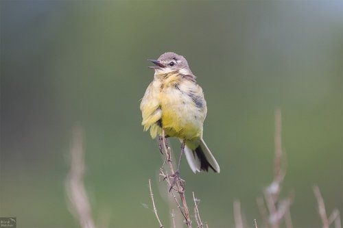 Child of the Western yellow wagtail