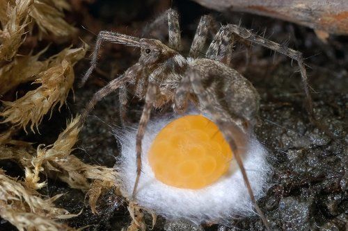 Материнский инстинкт