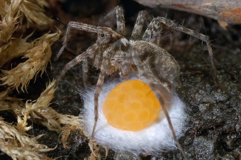 Паук-волк, паук, забота о потомстве   Материнский инстинкт фото превью