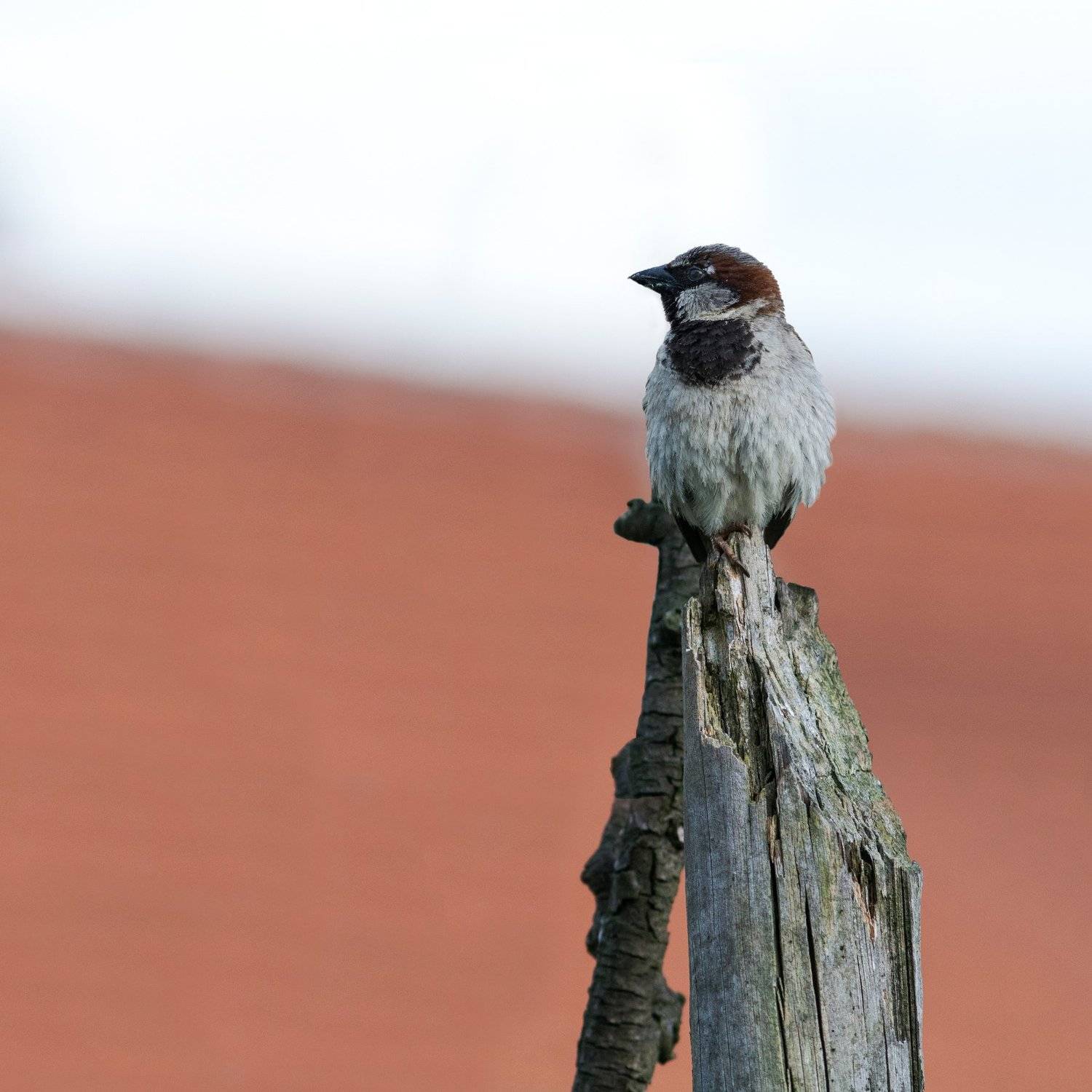 bird, animal, tree, птица, воробей, Иван Димитров