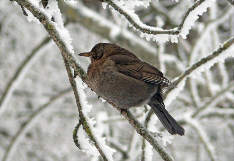 Чёрный дрозд(лат. Turdus merula) фото превью
