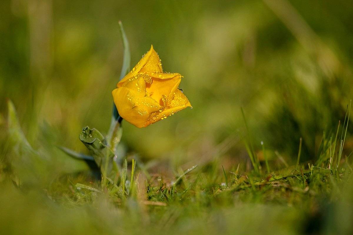 утро, Александр Маркелов
