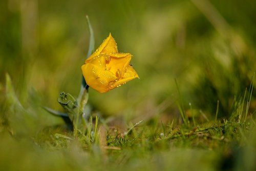 Степной тюльпан и утро