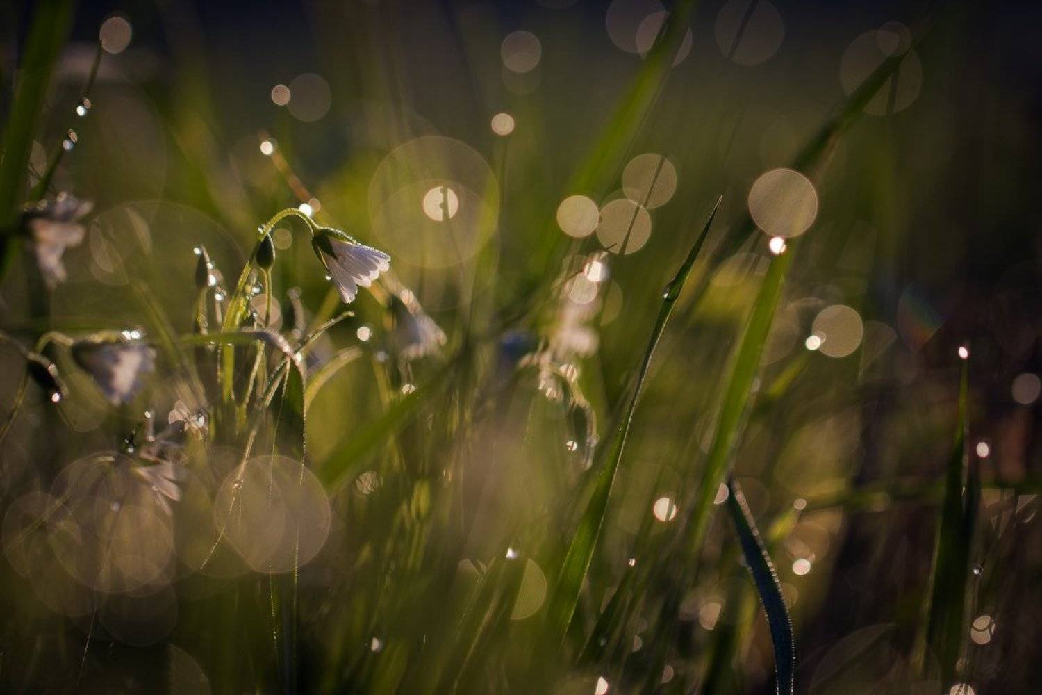 , Андрей Дитковский