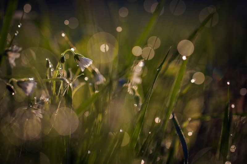 Весна.. фото превью