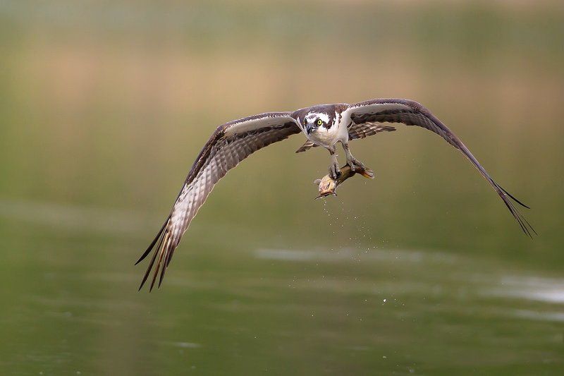 balbusard pêcheur Balbusard pêcheur фото превью