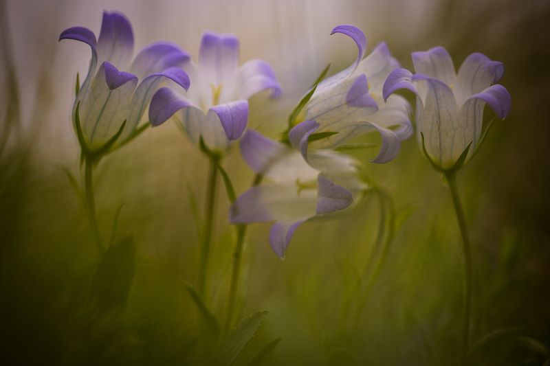макро, Калмыкия, тюльпан, Маныч, весна Впятером фото превью