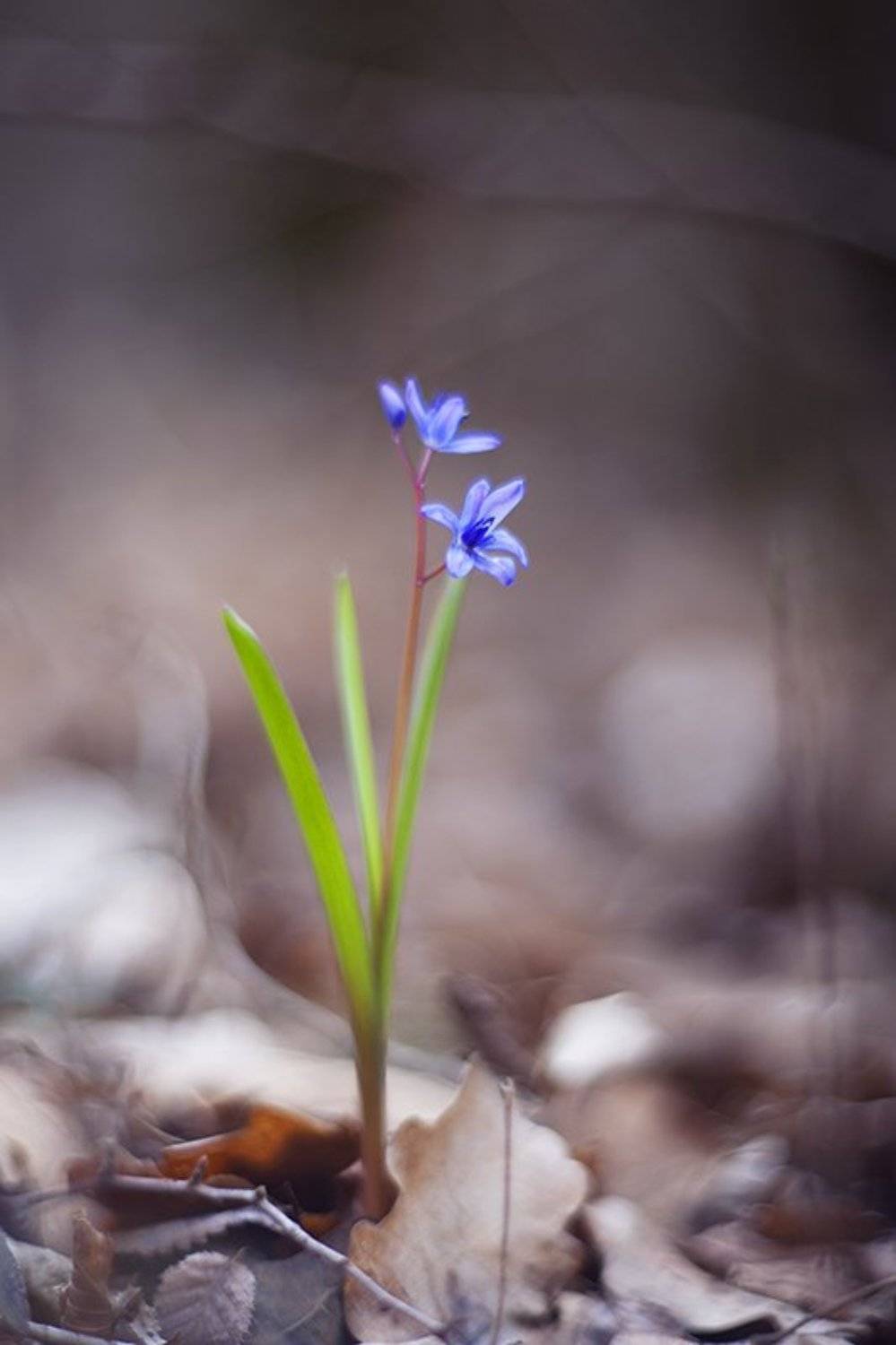 , Наталья Ова