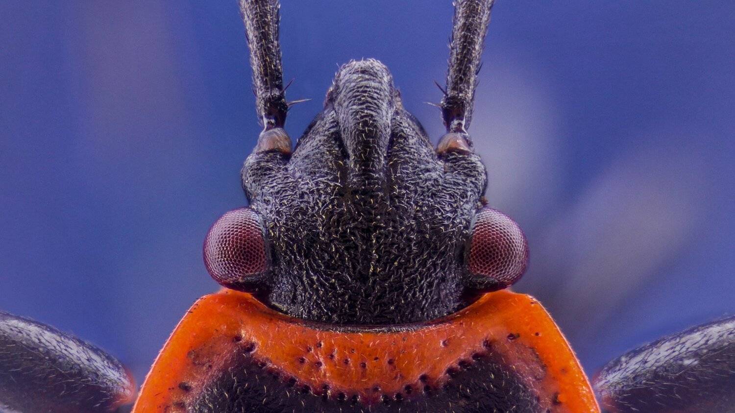 Pyrrhocoris Apterus. Автор: Tsvetan Ganev ceclii,macro,lgg4, Tsvetan Ganev