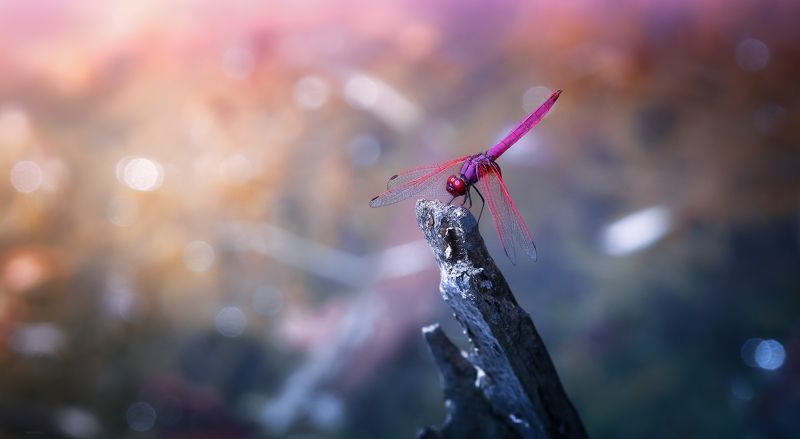 природа, стрекозы, макро, таиланд У воды фото превью