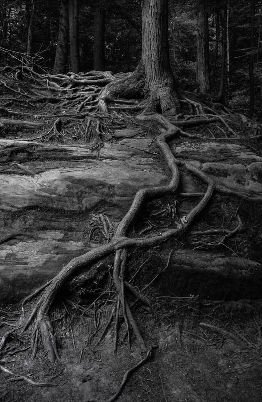 И на камнях растут деревья фото превью