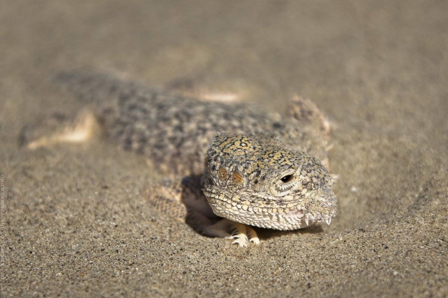 ящерица, ящер, песок, пески, пустыня, мангистау, мангышлак, животные, взгляд, Юлия Назаренко