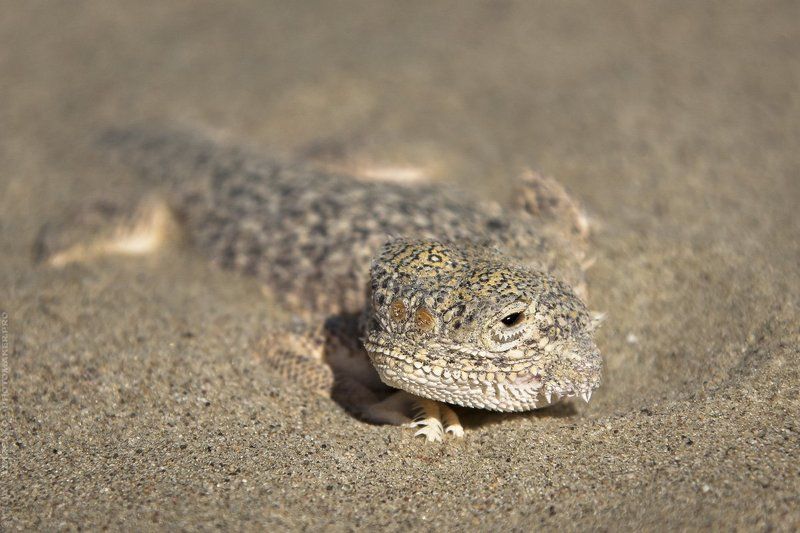ящерица, ящер, песок, пески, пустыня, мангистау, мангышлак, животные, взгляд ЧТО?      /      WHAT? фото превью