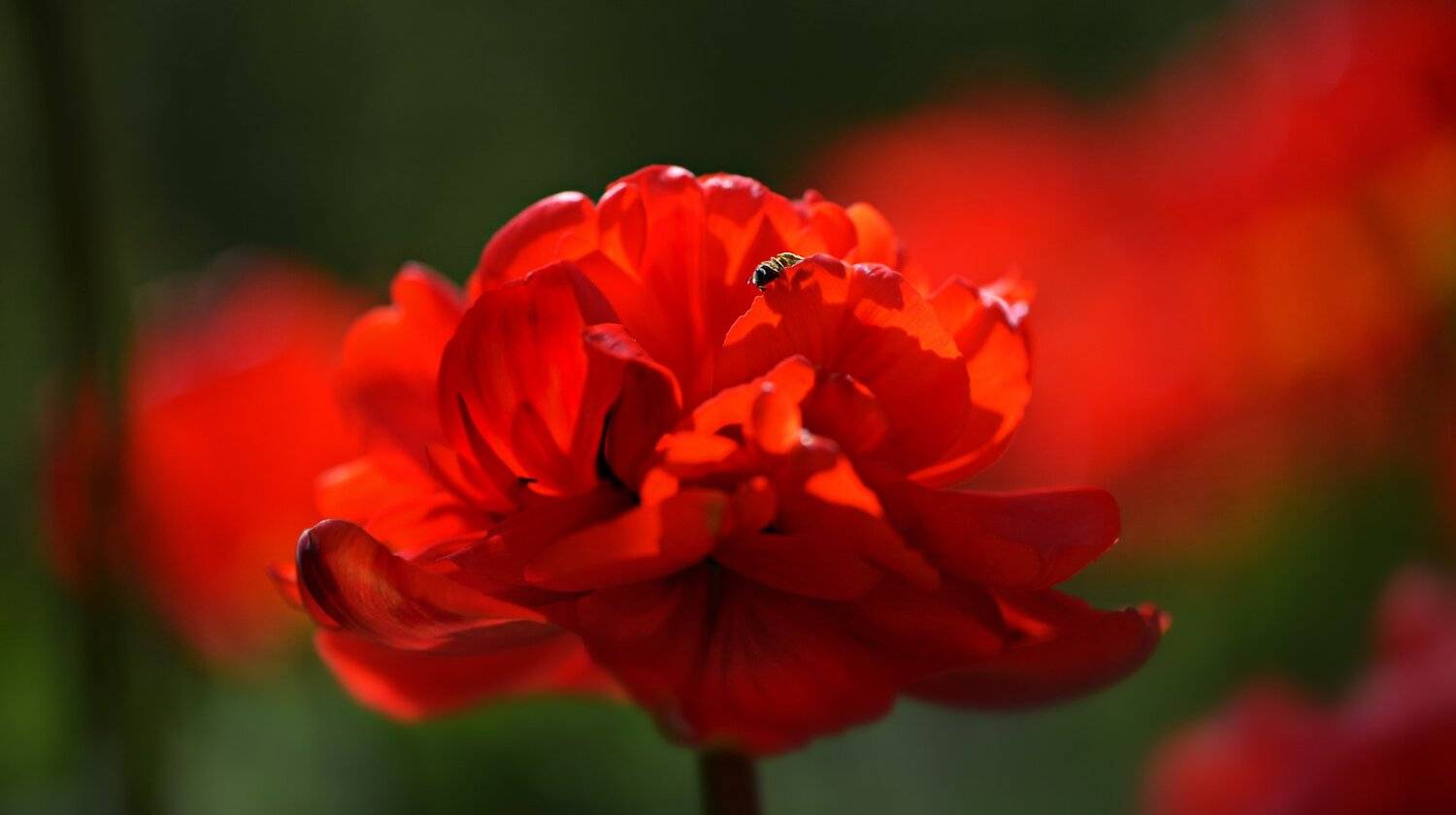 природа, макро, весна, цветы, тюльпан, пчела, Неля Рачкова