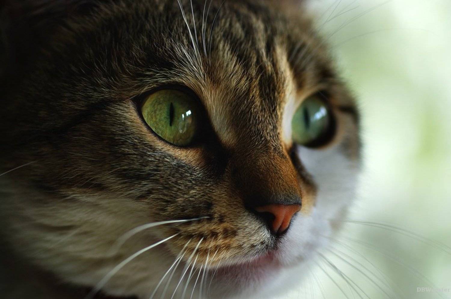 animal, animals, cat, cats, close-up, color image, hypnotic, image, nature, portrait, photography,, Dr Didi Baev