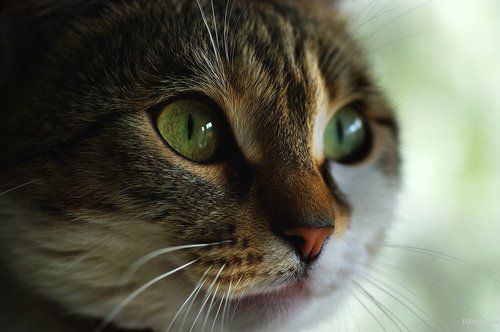 Hypnotic Gaze