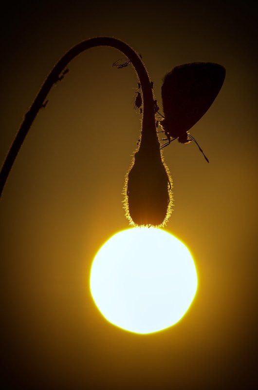 The lantern фото превью