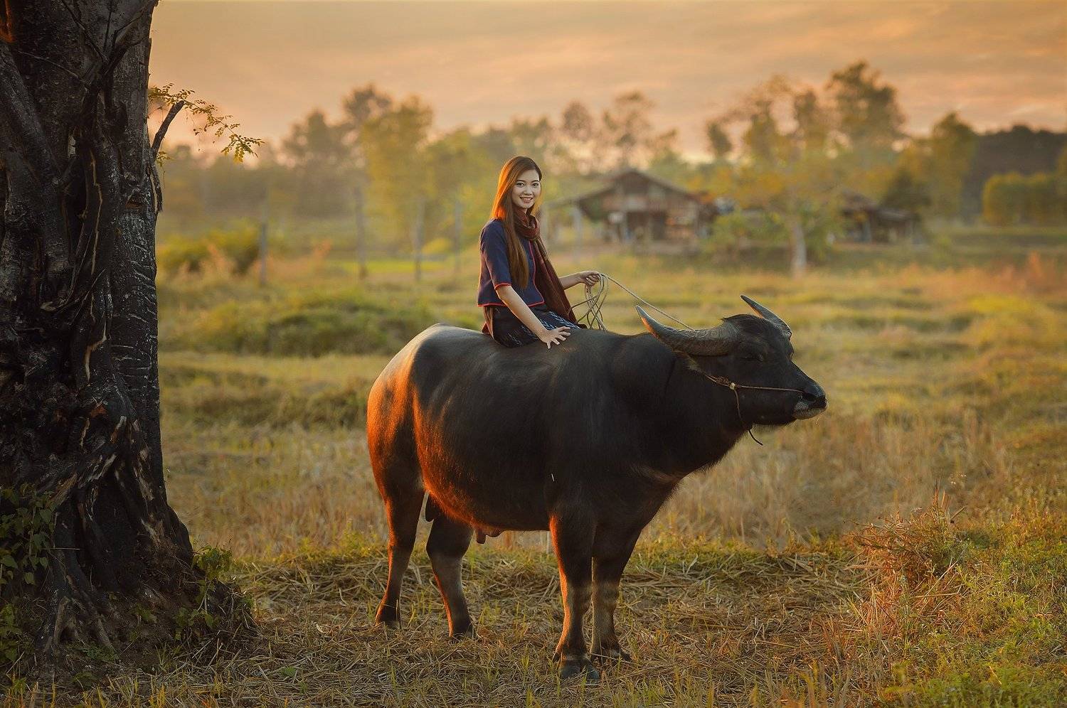 thailand,portrait,thai,asia,asian,woman,worker,buffalo,field,sunset,, Saravut Whanset