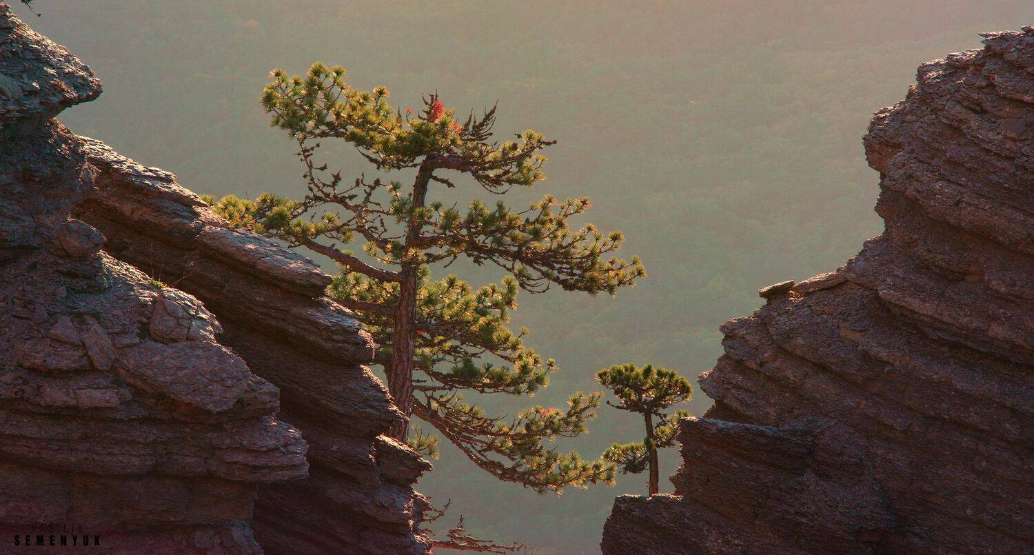 Крым, Таракташ, скалы, сосна, скалы, рассвет., Семенюк Василий