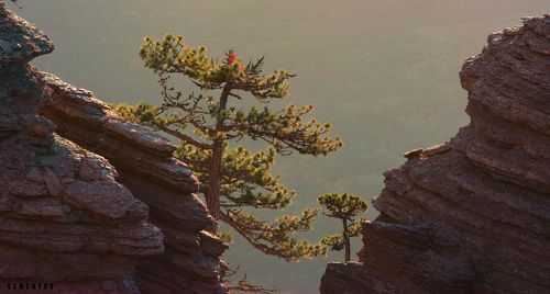 Таракташский Патриарх.