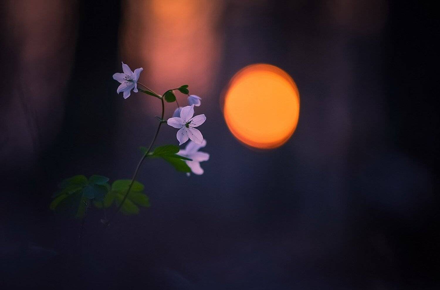 , Вячеслав Мищенко