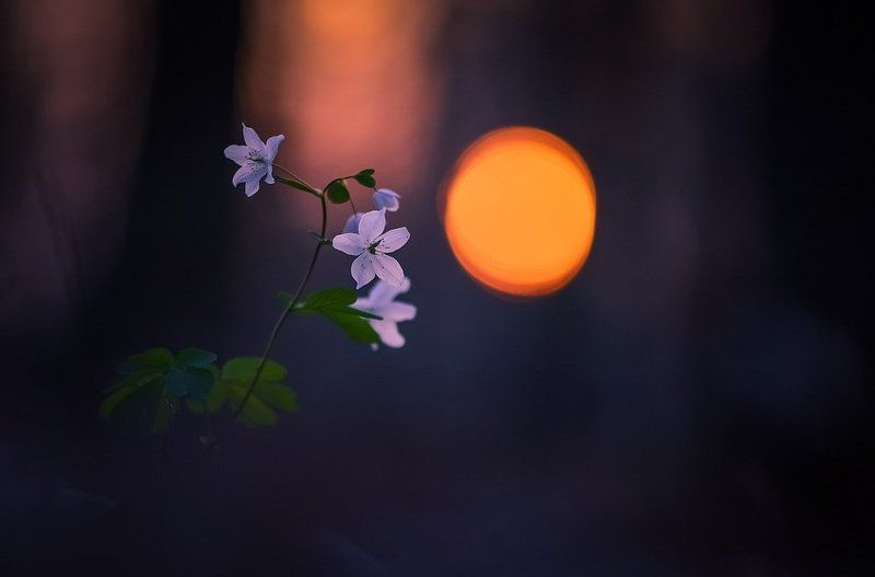 Еще один миг заката фото превью