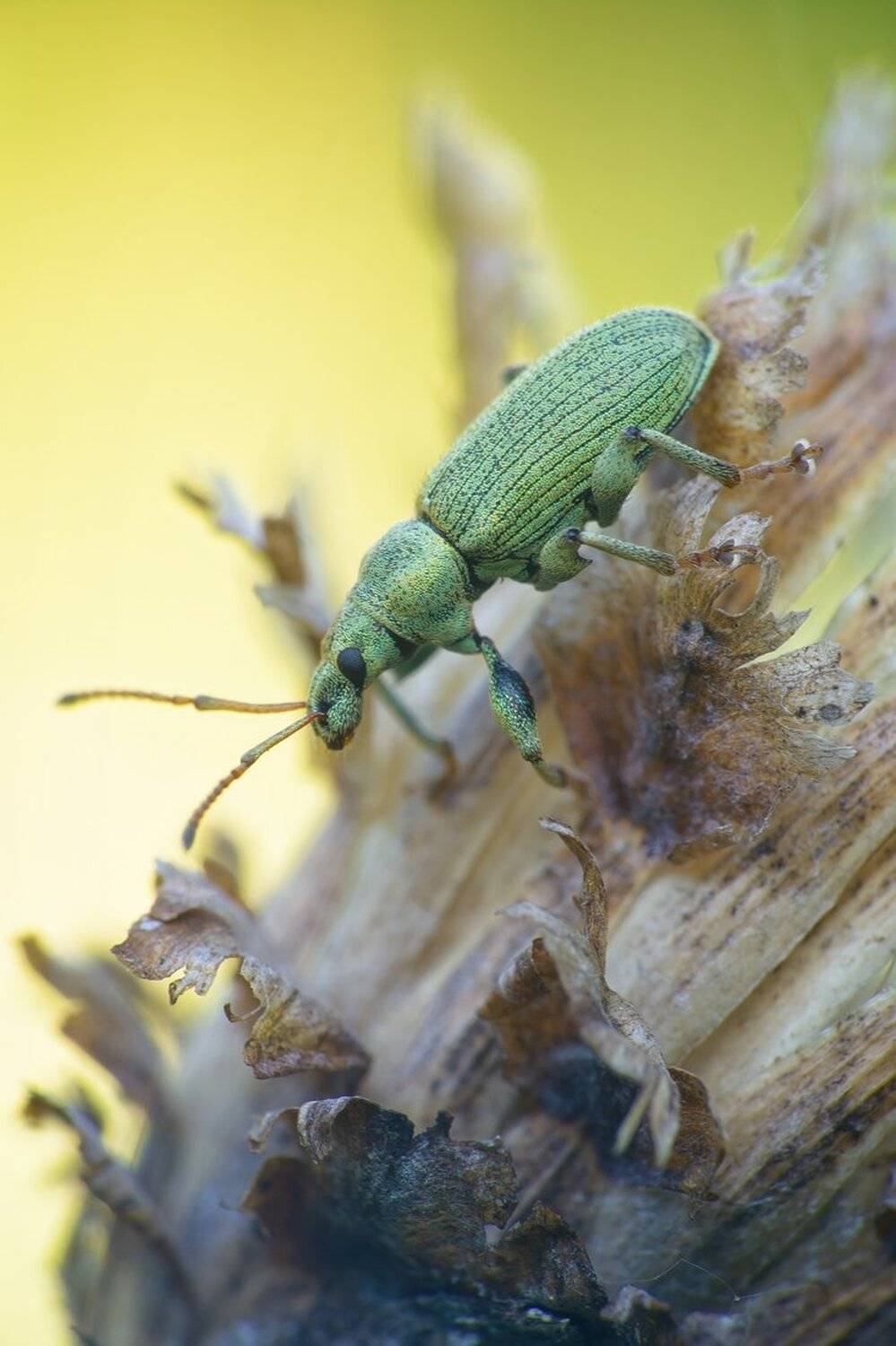 , Кузнецов Дмитрий