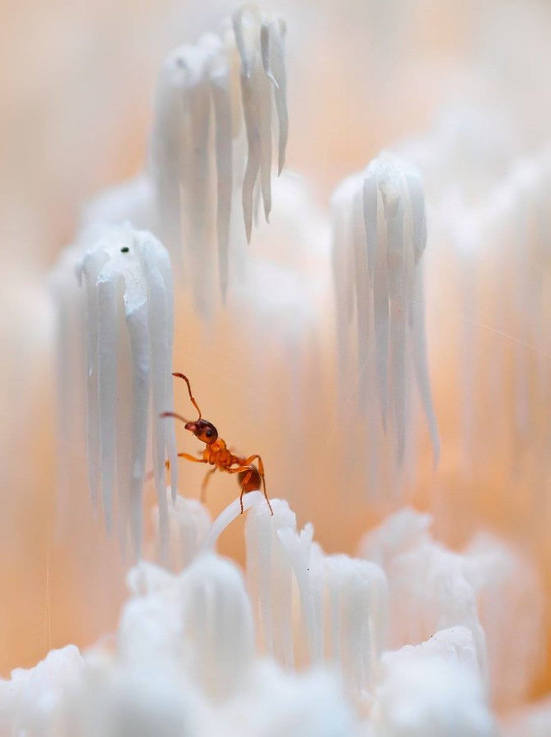 , Валерия Зверева