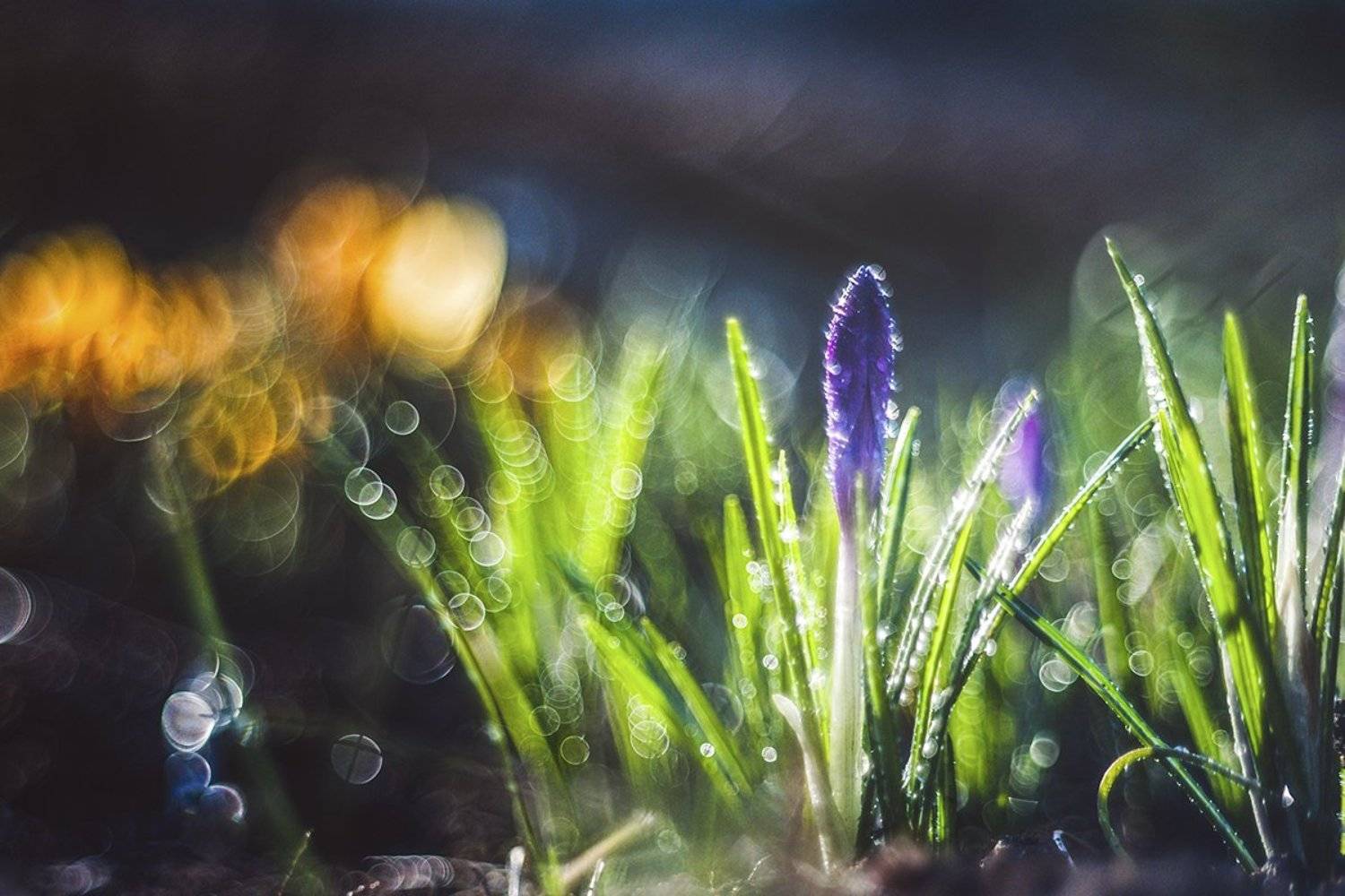 , Татьяна Аверина